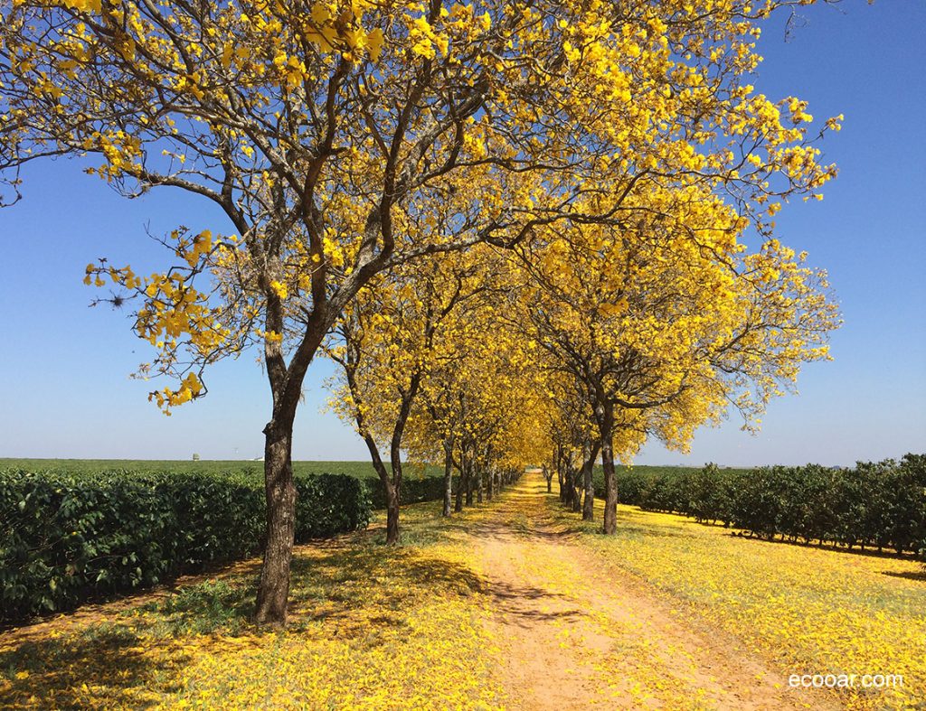 Ipê Amarelo